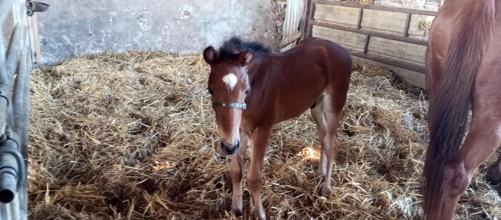 La Giraudiere Batisse Au Calme 2 A 4 Personnes Soulgé-sur-ouette Dış mekan fotoğraf